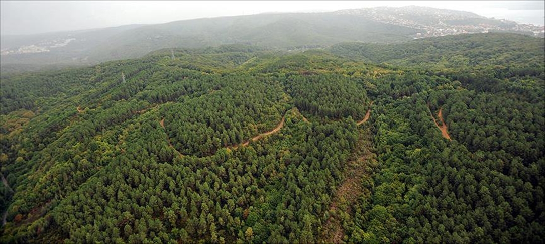 İstanbul'da ormanlık alanlara girişler yasaklandı