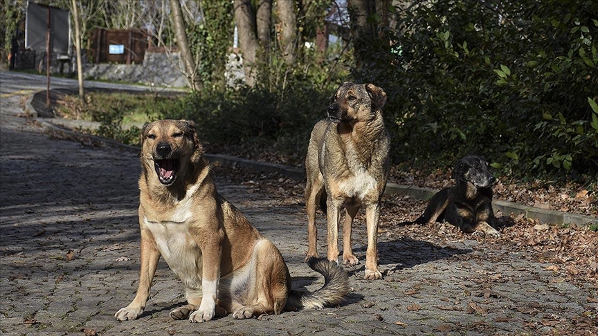 NATO zirvesi için belediyelere talimat gitti: Sokak köpekleri toplanacak