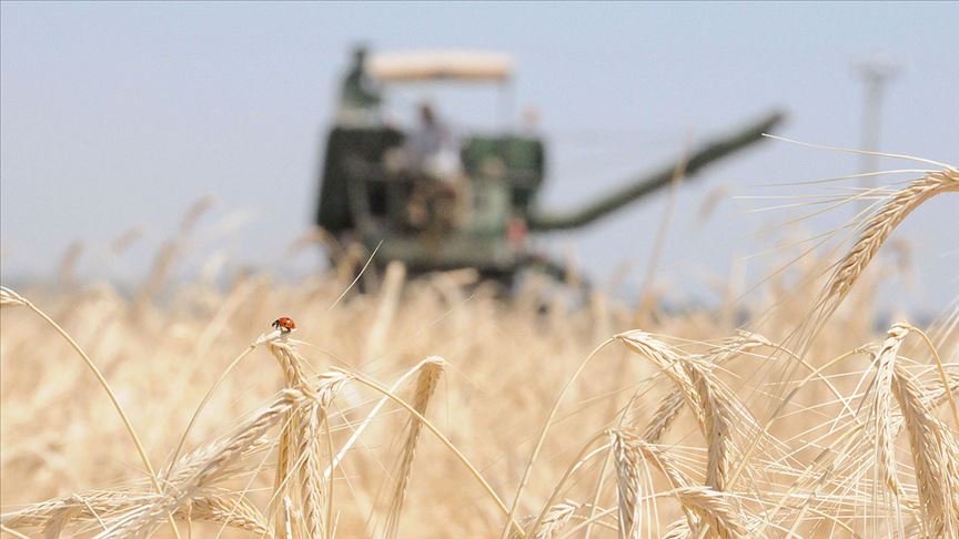 Biçerdöverler tarlaya indi, arpa fiyatı belli oldu