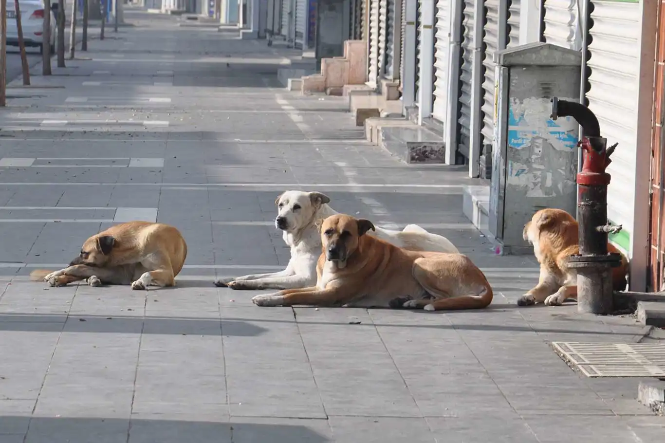 Ankara’da 52 bin sokak hayvanı toplandı