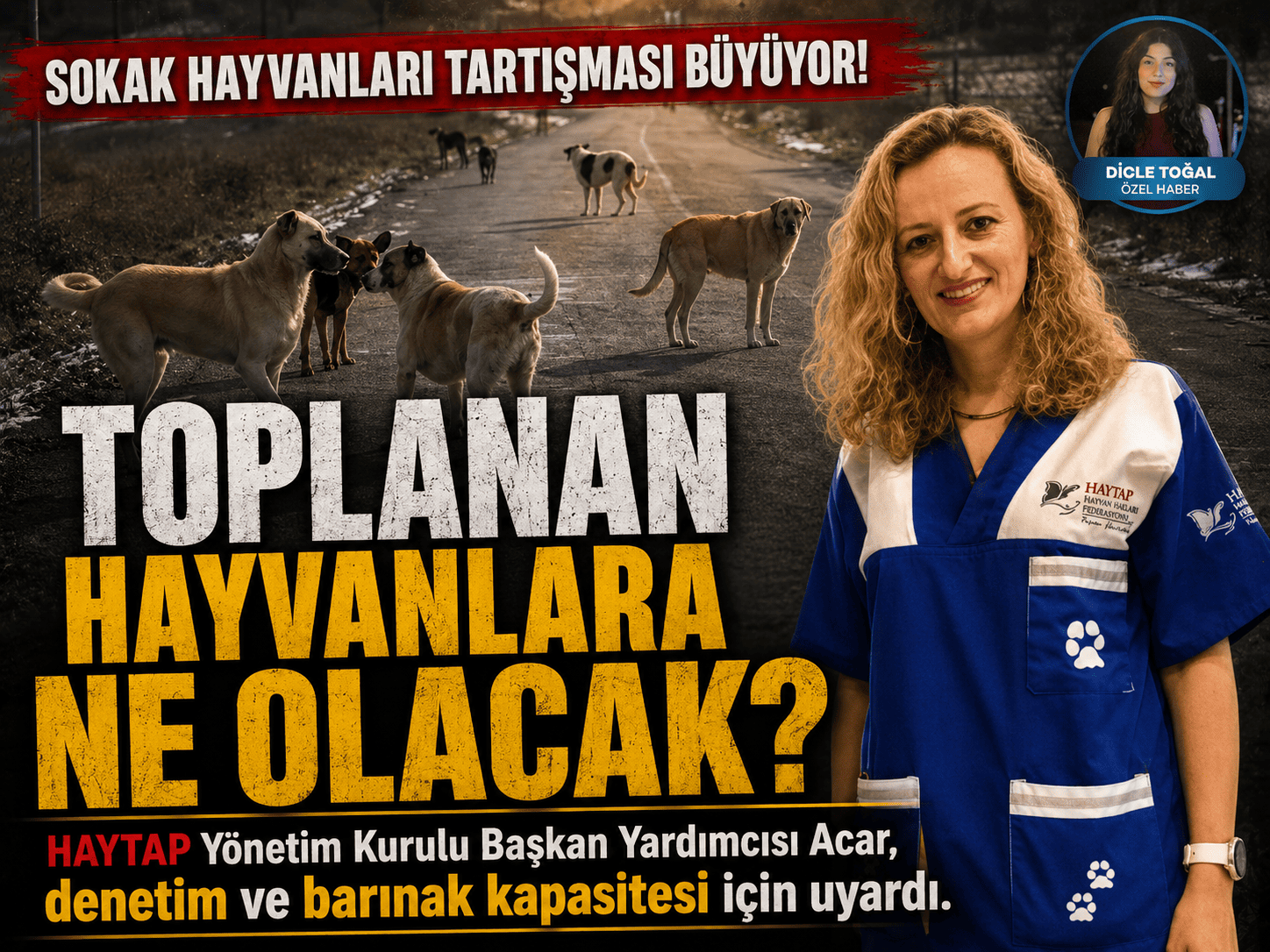 Sokak köpekleri toplandı, peki şimdi ne olacak?