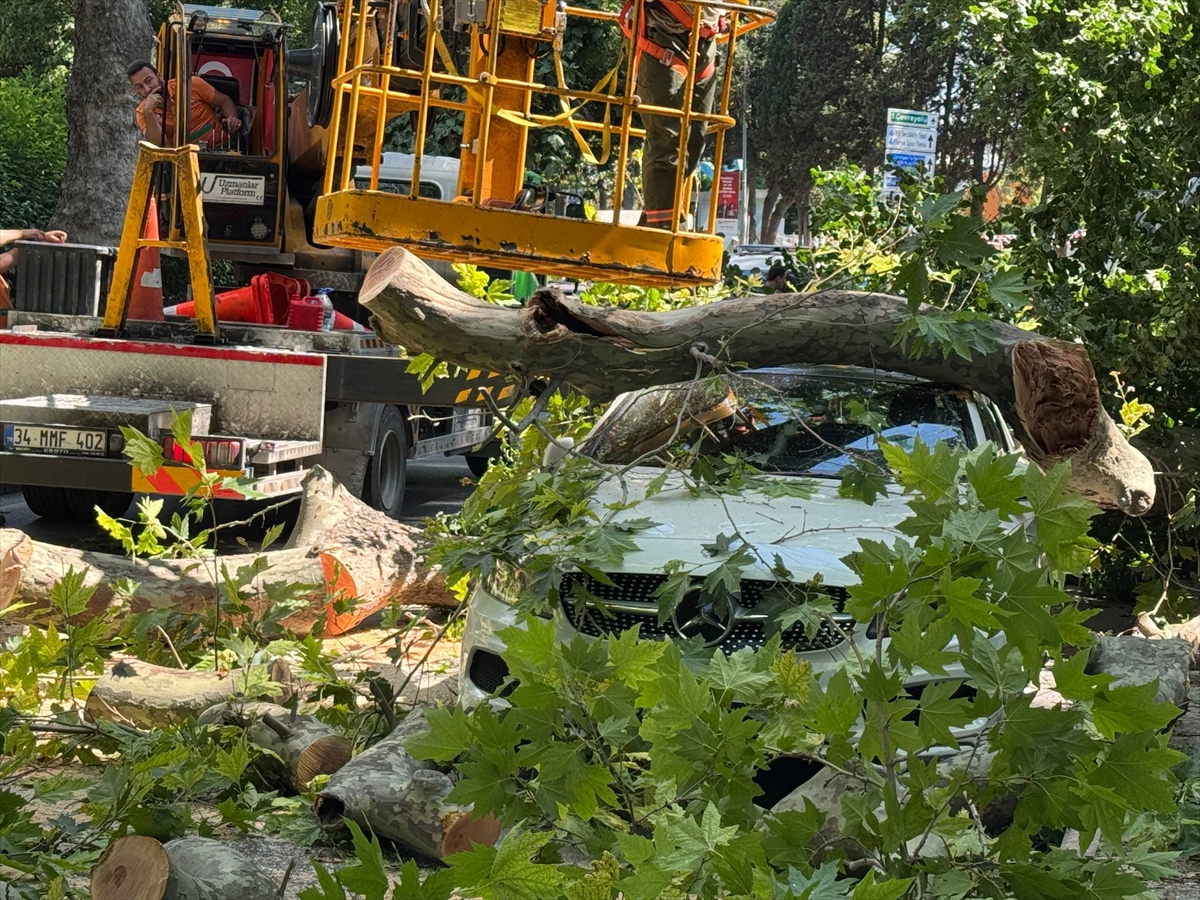 Park halindeki aracın üzerine ağaç devrildi