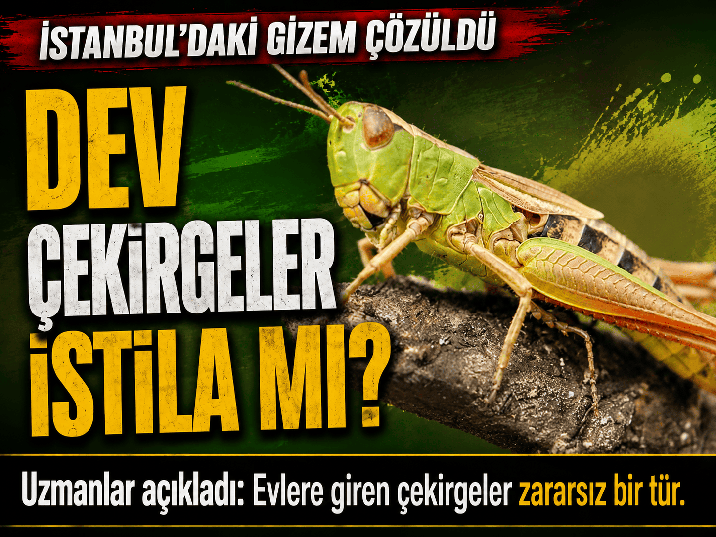 Evlere giren dev çekirgeler istilacı mı? Uzmanı açıkladı
