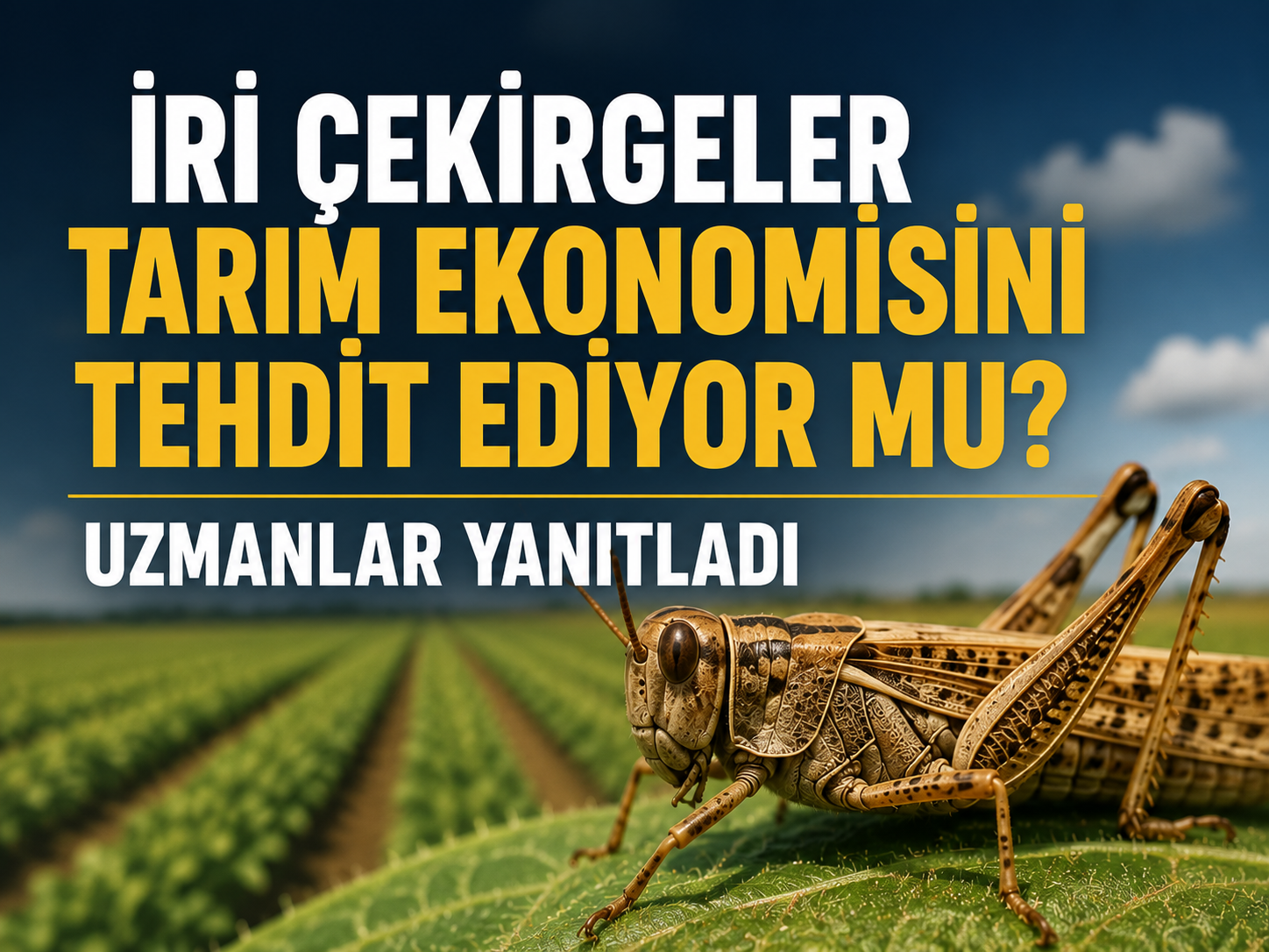 İri çekirgeler tarım ekonomisini tehdit ediyor mu? Uzmanlar yanıtladı