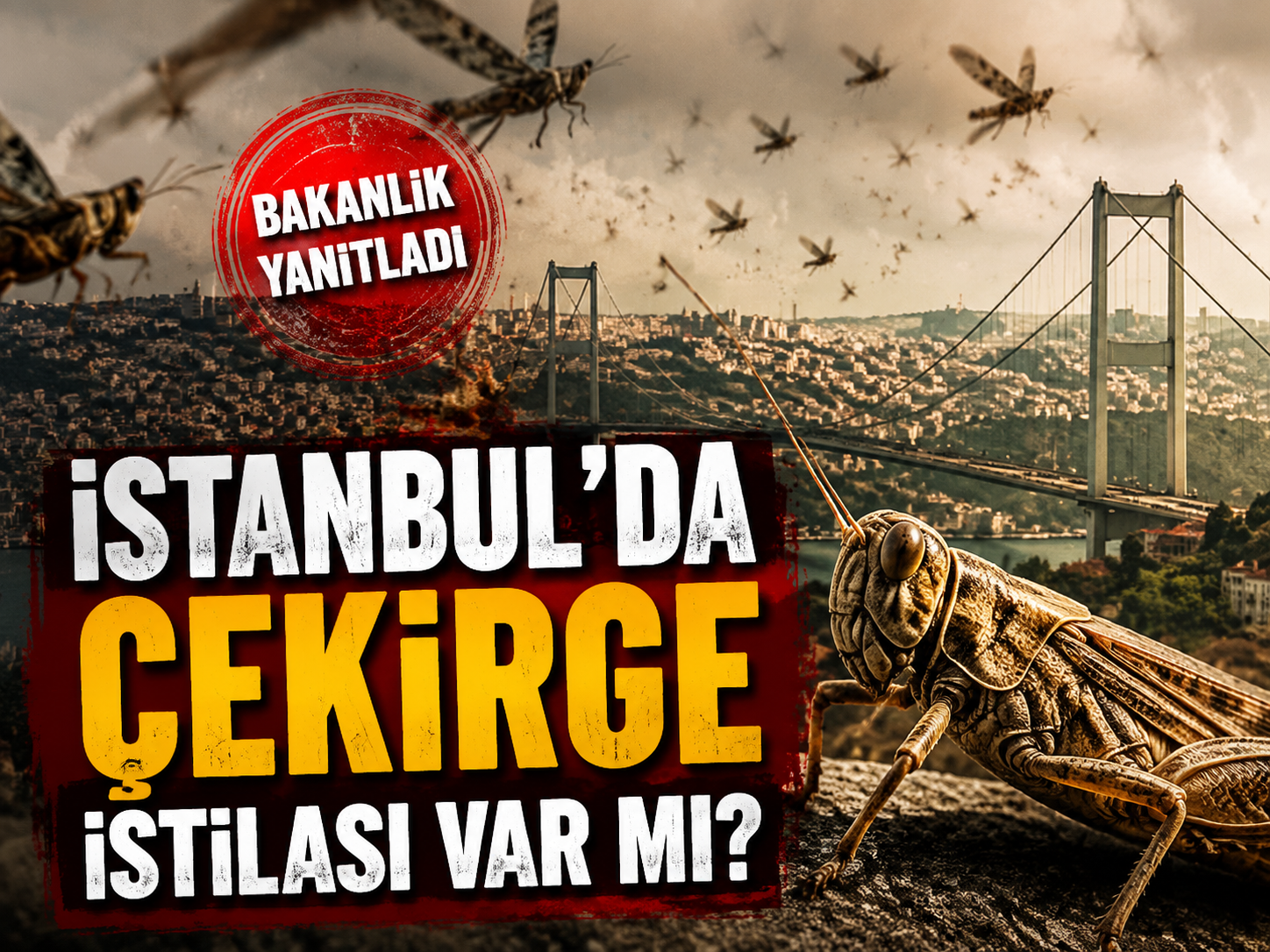 İstanbul'da çekirge istilası var mı? Bakanlık yanıtladı