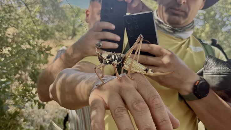 Türkiye’ye yayılan dev etçil çekirgeler Ankara’da görüldü