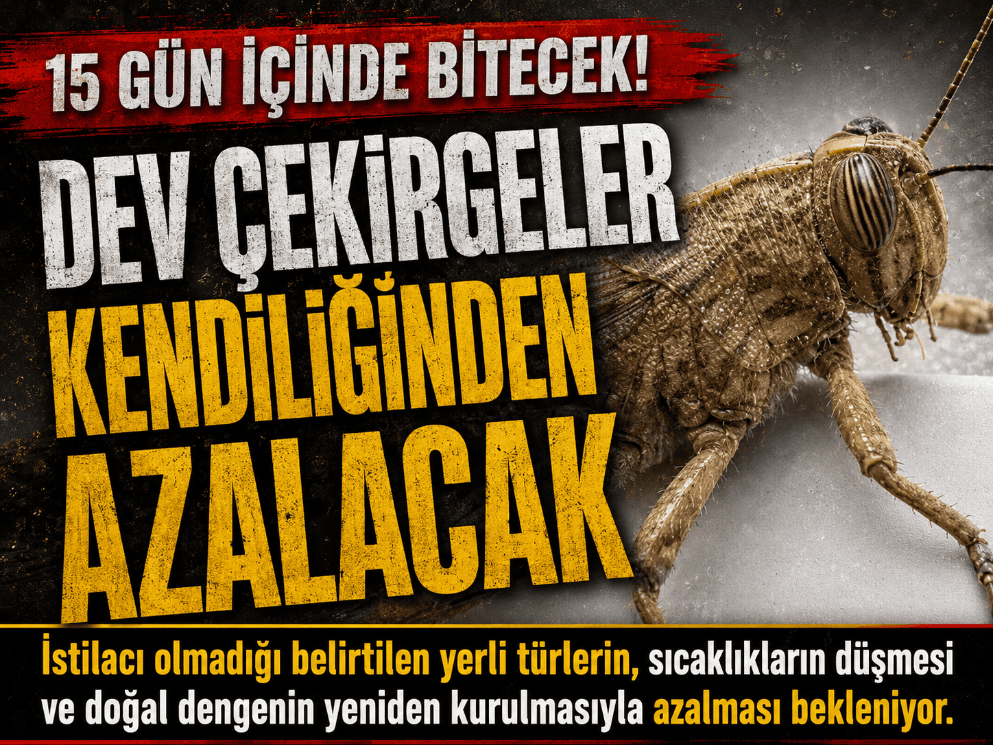 Korkutan dev çekirge yoğunluğu 15 gün içinde bitebilir!