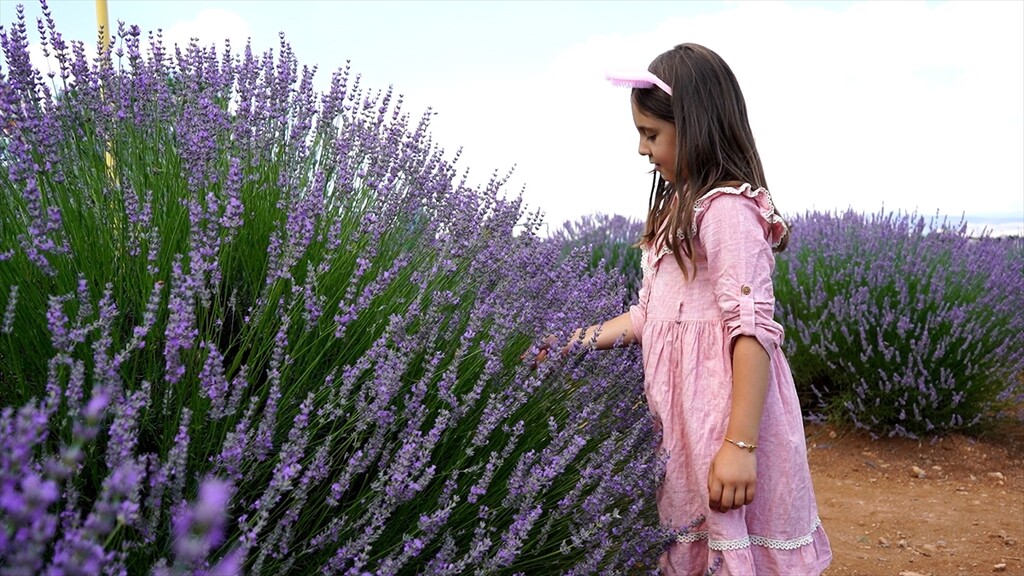 Isparta’nın mor tarlalarında hasat zamanı
