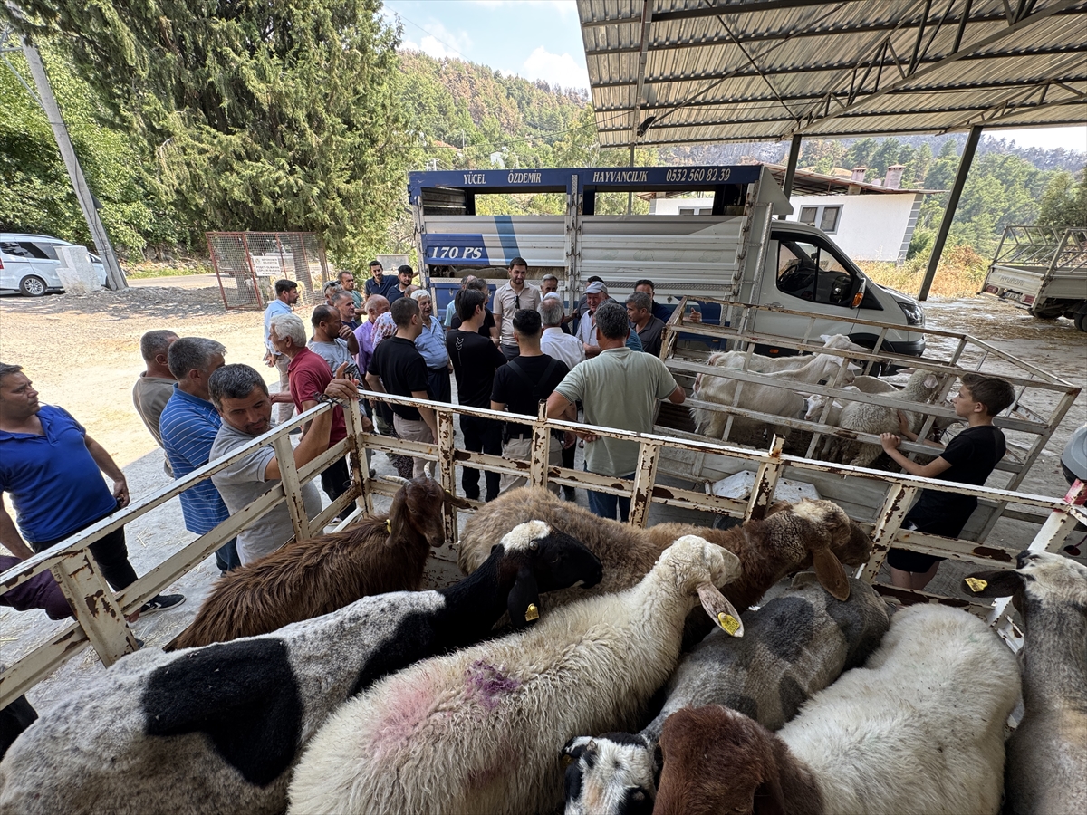 Seydikemer’de yangın mağduru çiftçilere 114 küçükbaş desteği