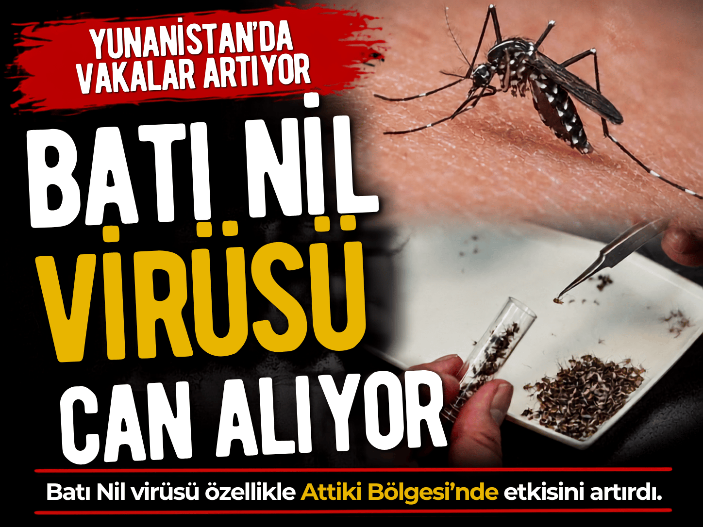 Batı Nil alarmı: Atina'da vaka sayısı ikiye katlandı