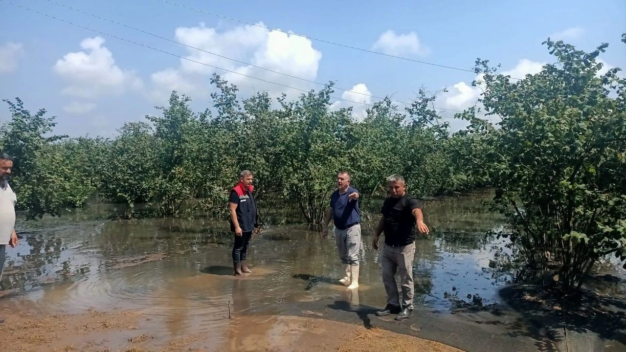 Samsun'da yağışlar tarımı vurdu: Çalışmalar aralıksız devam ediyor