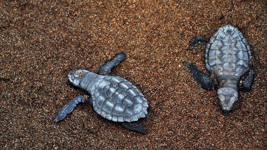 Antalya'da caretta carettalar için sahilde koruma önlemleri