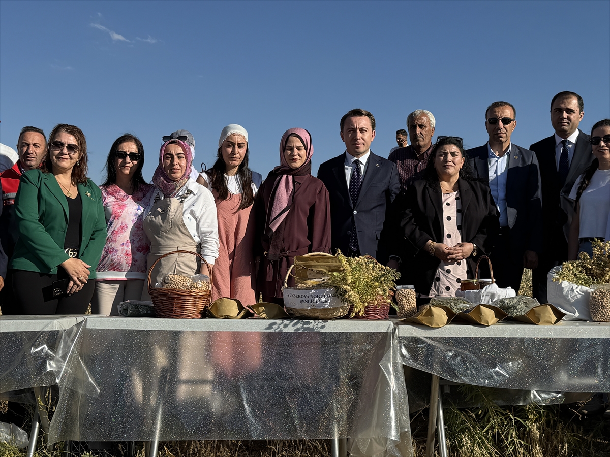 Tarıma kadın eli değiyor: Yüksekova'da nohut hasadı yapıldı