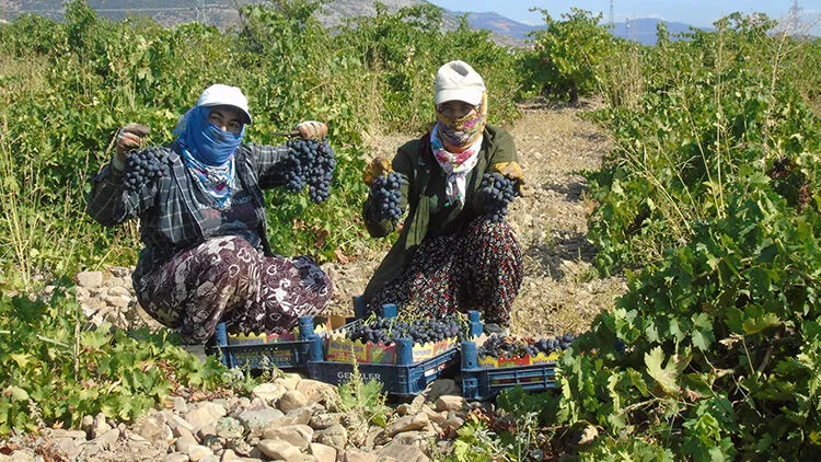 Bölgedeki çiftçilere yeni telli sistem uygulaması duyuruldu