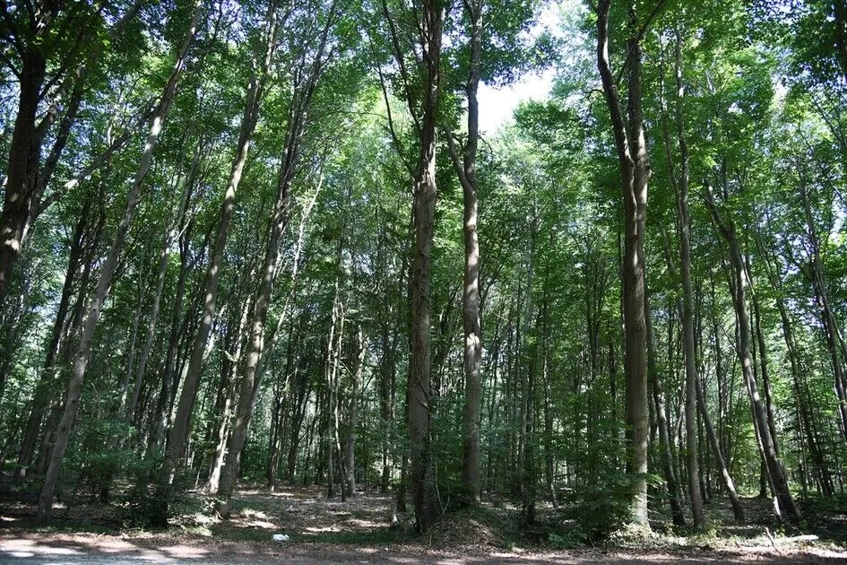 Fontainebleau Ormanı kapılarını yangınlar sonrası yeniden açıyor