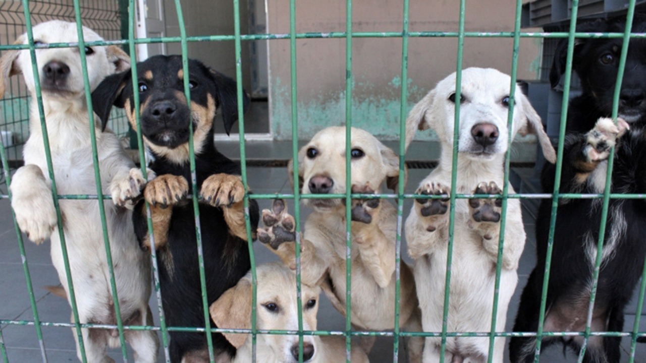 3,8 milyon köpek toplandı, 89 bin yer var: Milyonlarca hayvan nerede?