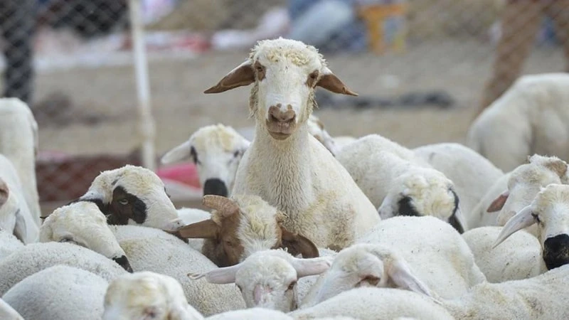Tarım Bakanlığı Ordu'da koyun ve koç alım ihalesi düzenliyor