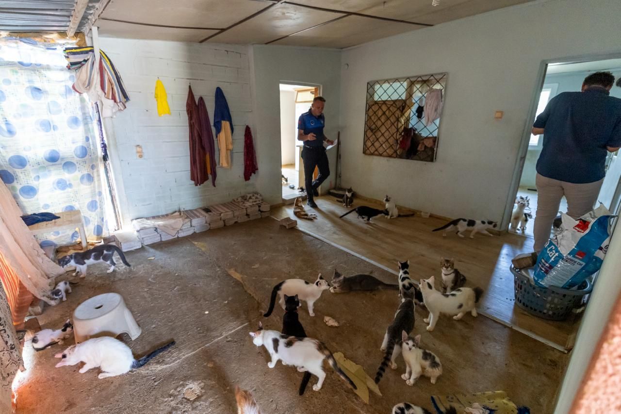Mersin'de kötü koku ihbarı sonrası 100 kedi bulundu