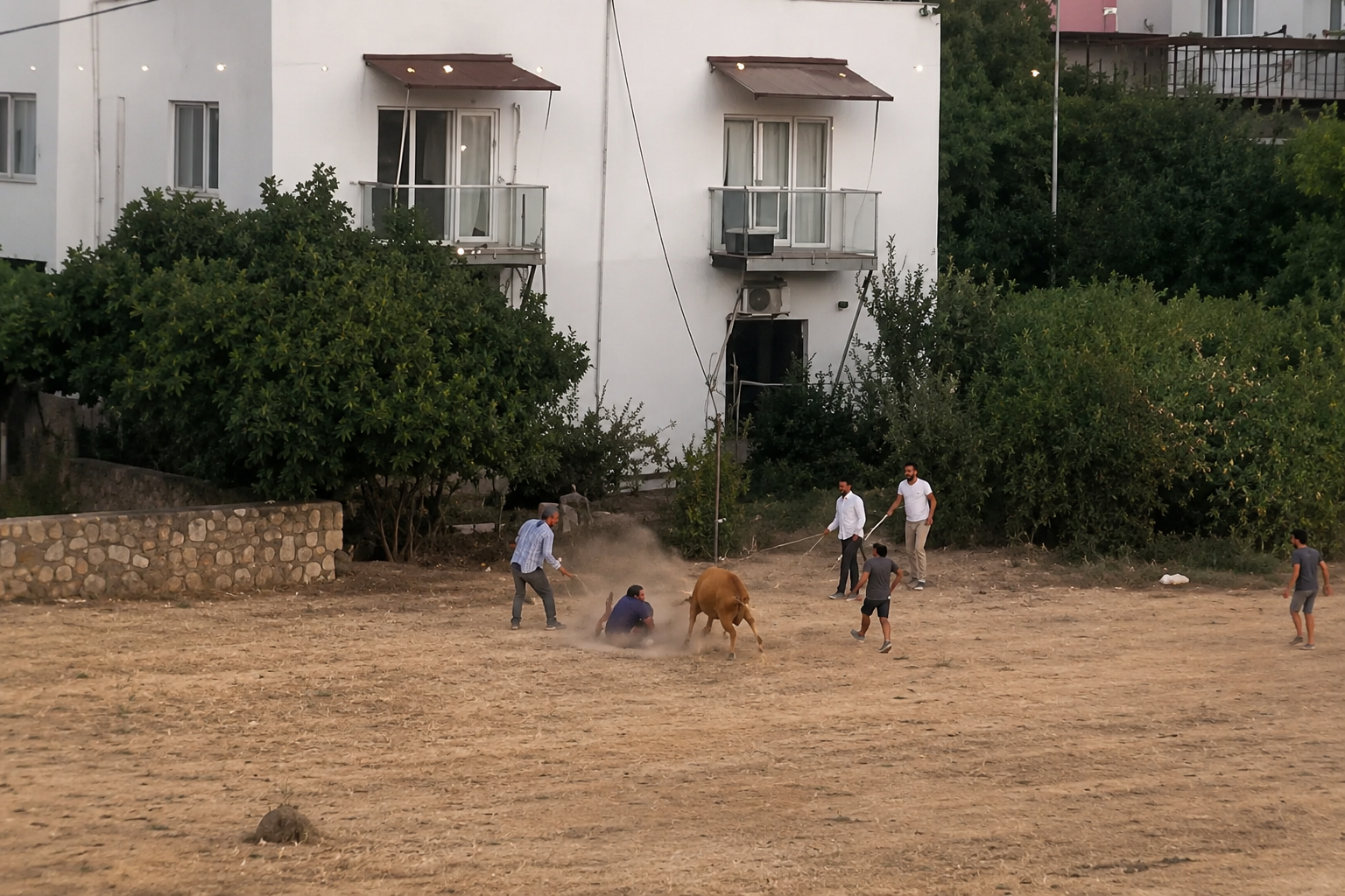 Kaçan inek sahibini yere serdi: O anlar kamerada