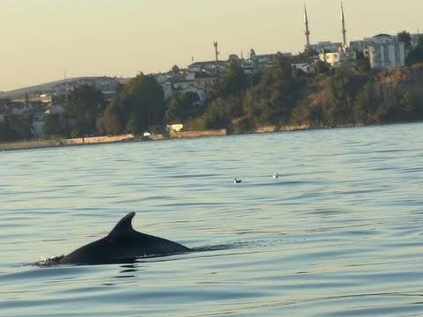 Tekirdağ’da yunusların tekneyle keyifli yolculuğu