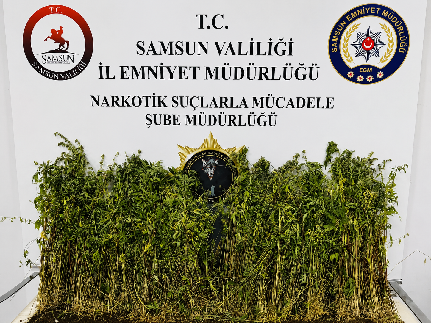 Bafra'da uyuşturucu baskını: 1655 kök kenevir ele geçirildi