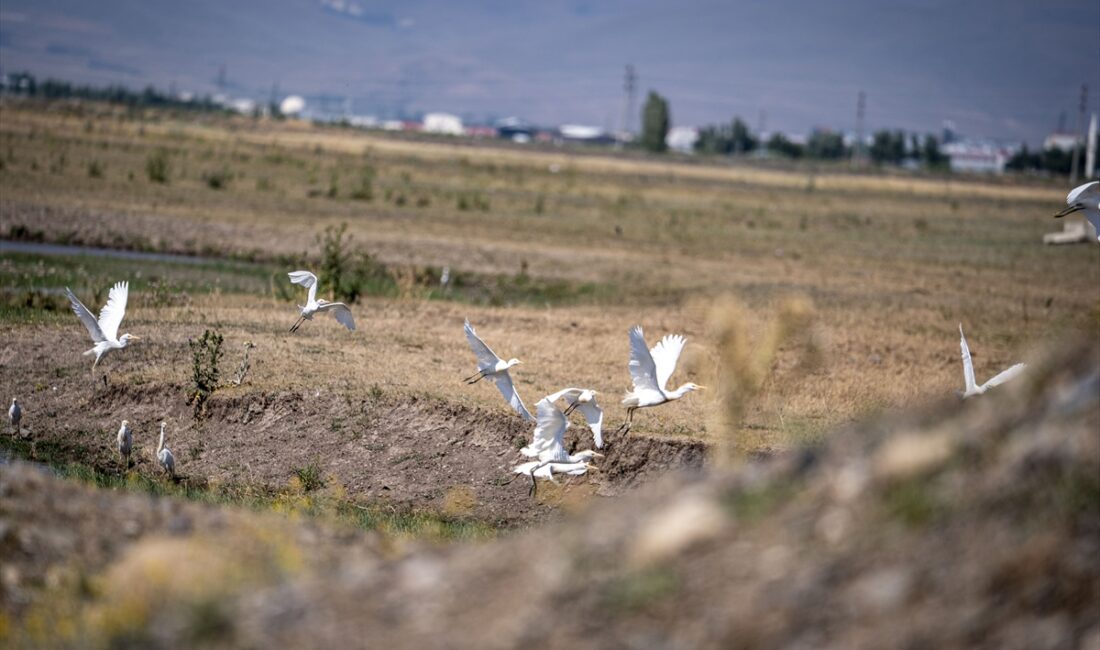 Erzurum'daki sulak alanlar 300 kuş türüne ev sahipliği yapıyor