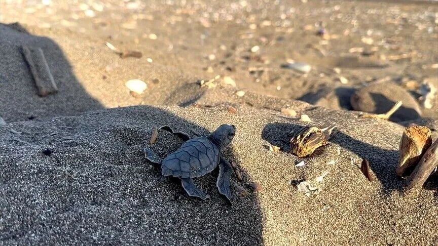 Mersin'de kaplumbağa yavruları suya adım attı!