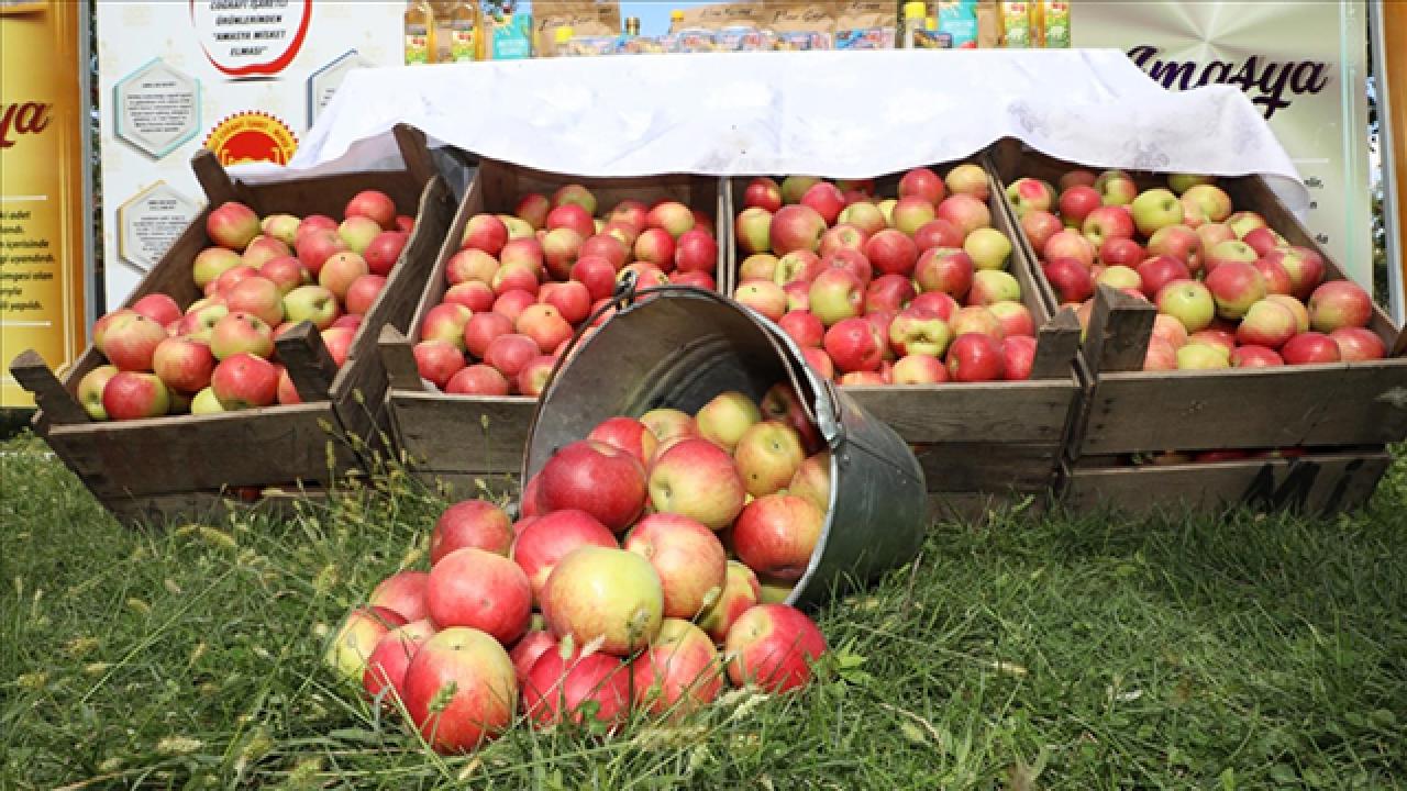 Amasya'da misket elması rekoltesi 6 bin 500 ton bekleniyor