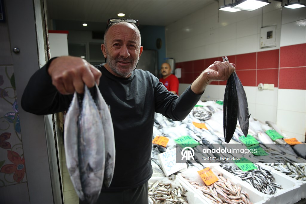 Karadeniz'de av sezonu balıkçıların yüzünü güldürdü