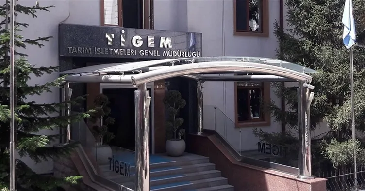 TİGEM 17 safkan Arap koşu tayını elektronik ihaleyle satacak