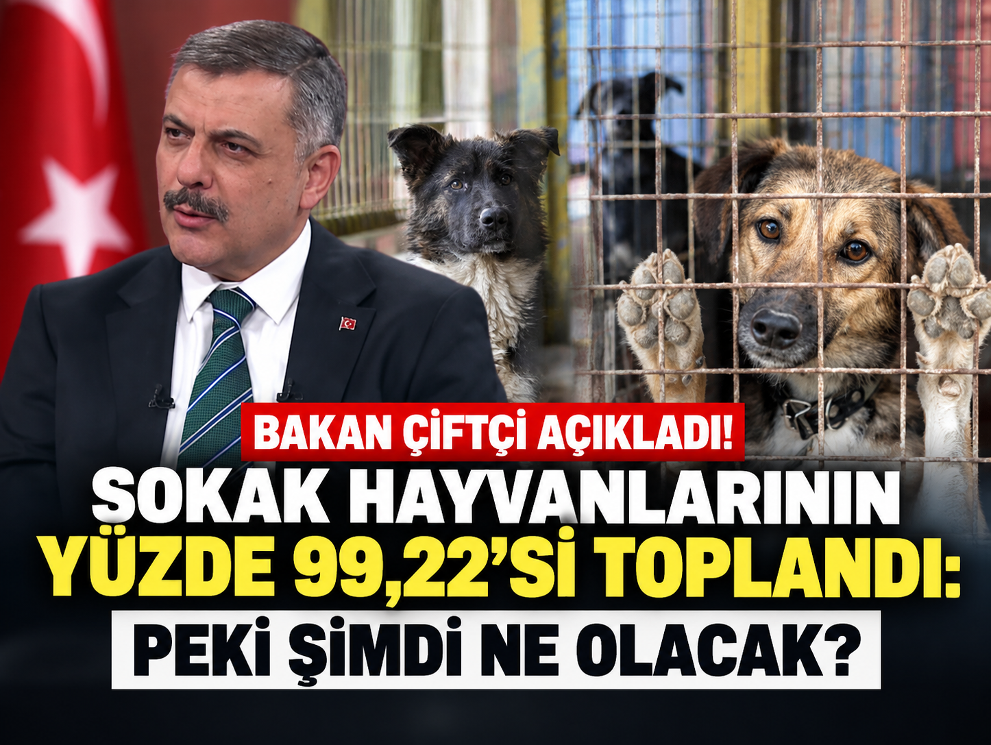Bakan Çiftçi açıkladı! Sokak hayvanlarının yüzde 99,22’si toplandı: Peki şimdi ne olacak?