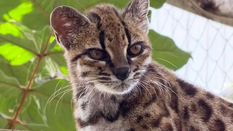 Bolivya'da yeni benekli yaban kedisi türü keşfedildi: Leopardus tilcayo