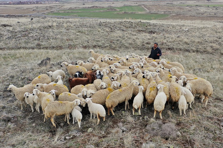 Türkiye hayvan varlığında Avrupa ülkelerini geride bıraktı