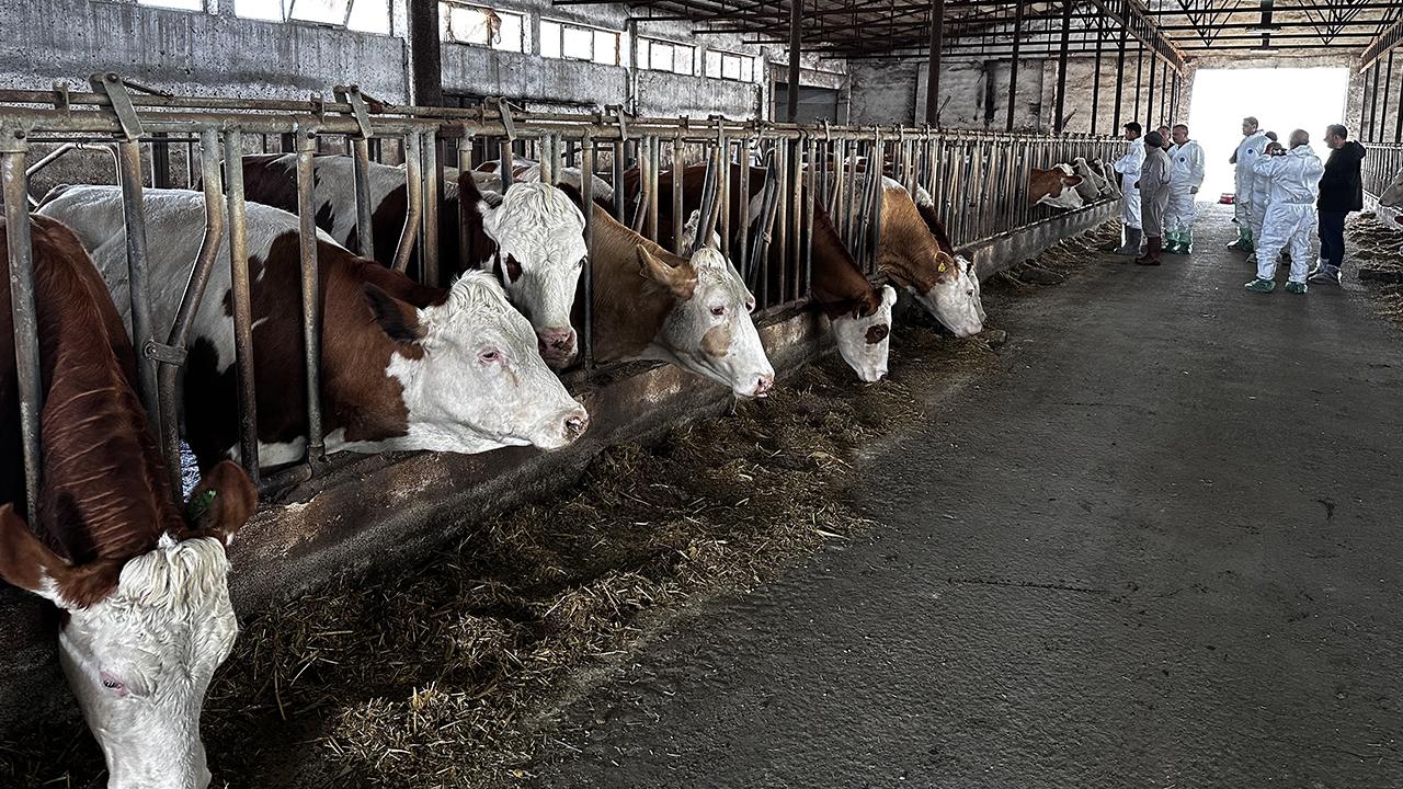 Ağrı'da şap tedbirleri sıkılaştırıldı: Hayvan borsası 30 gün kapatıldı
