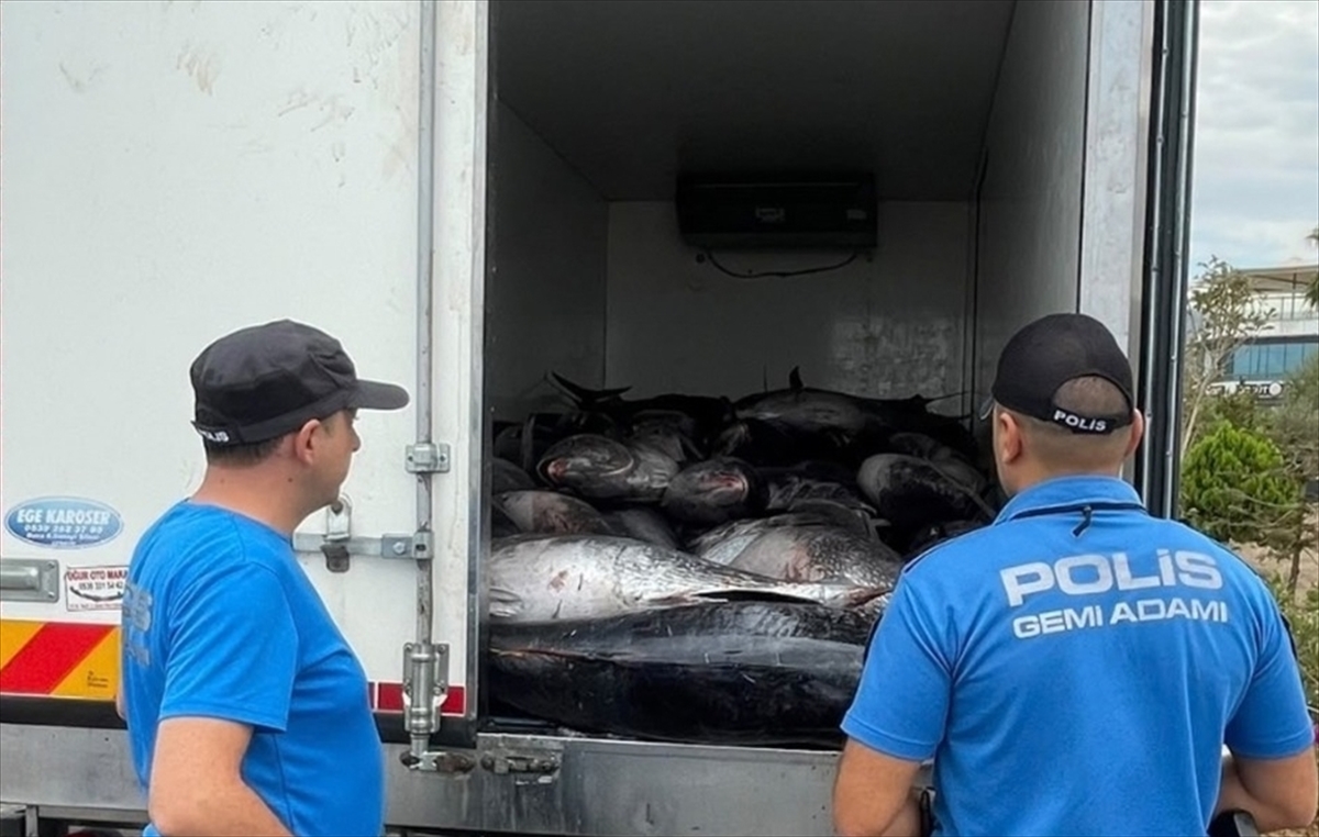 İzmir'de kaçak avlanan 3 ton mavi yüzgeçli orkinosa el konuldu