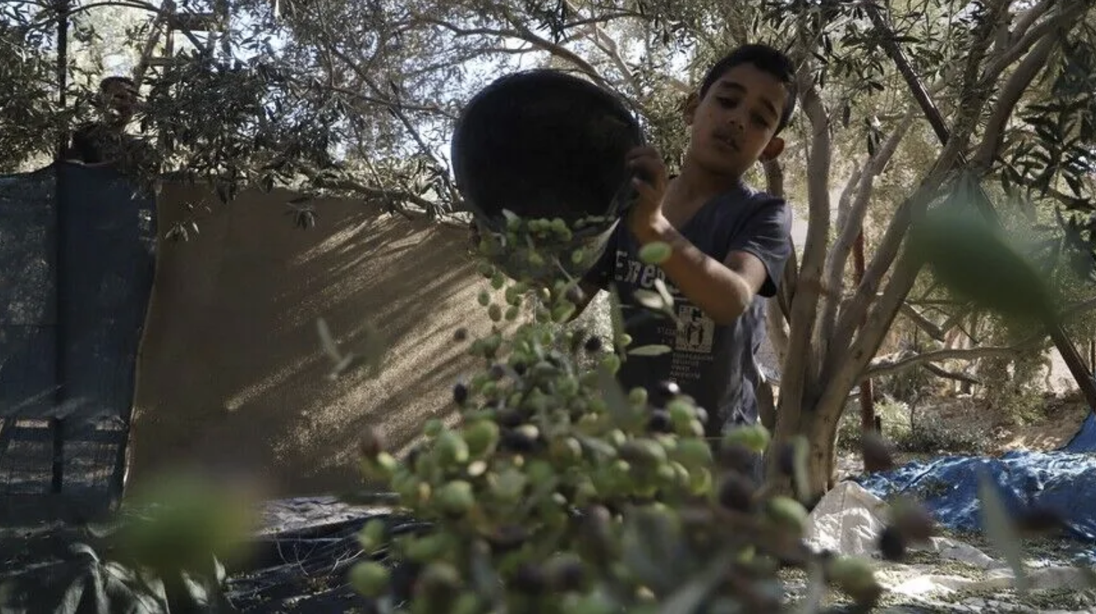 Gazze'de zeytin üretimi çöktü: 2 milyon ağaçtan 150 bini kaldı