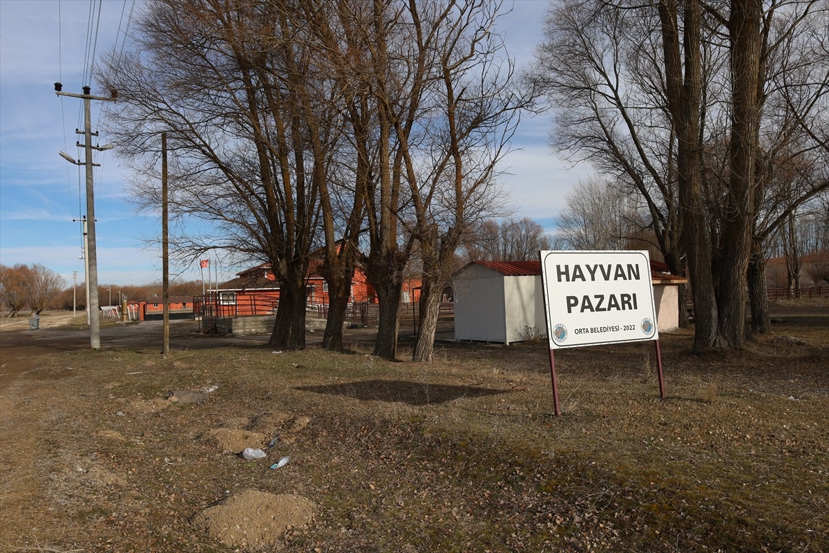 Şap hastalığı alarmı: Çankırı'da hayvan pazarı kapatıldı