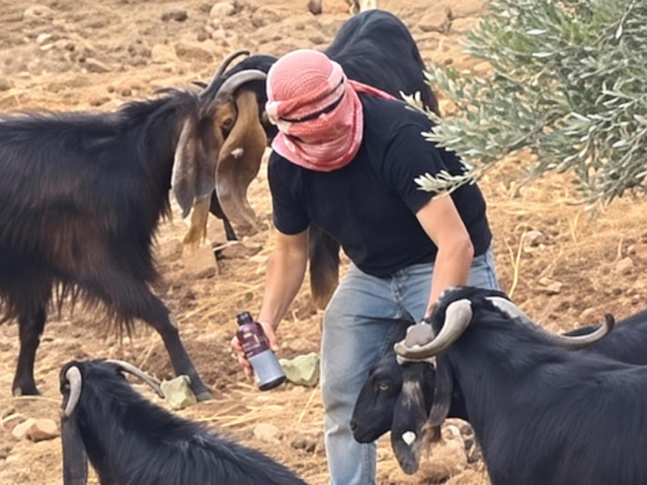 Batı Şeria'da hayvanları zehirleme görüntüleri tartışma yarattı