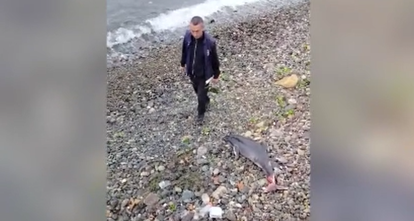Yalova sahilinde ölü yunus bulundu