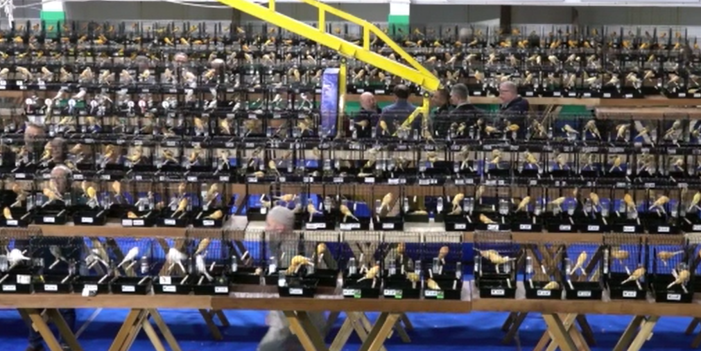 En güzel olmak için 2 bin 26 kanarya Balıkesir'de yarıştı!
