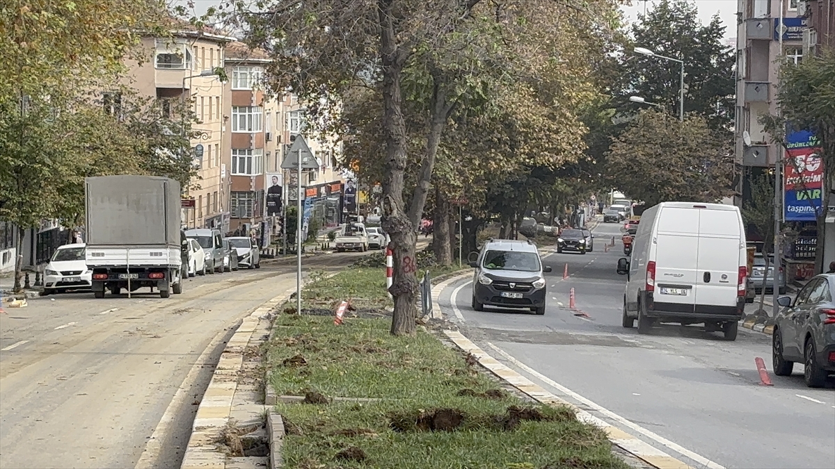 Eyüpsultan'da 168 ağaç tartışması: Kesildi mi, taşındı mı?