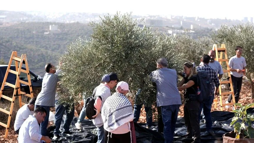 İsrail ordusu zeytin hasadına katılan 11 aktivisti alıkoydu