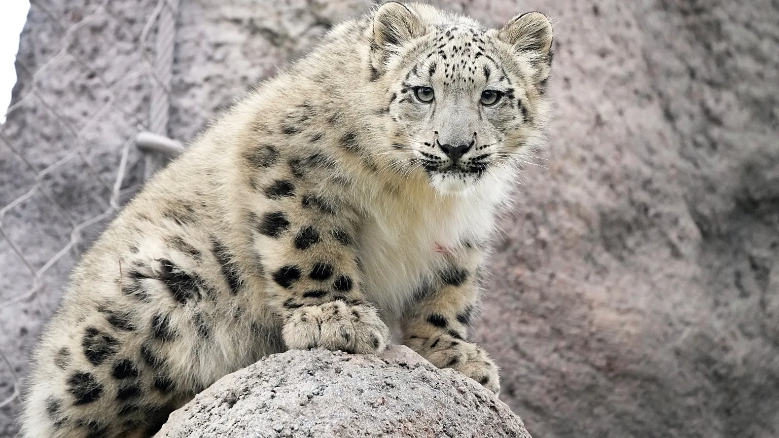 23 Ekim ne günü? Uluslararası Kar Leoparı Günü