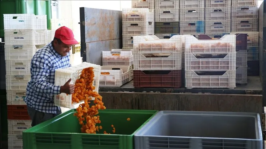 Kuru kayısı ihracatta ilk sıraya yerleşti!